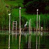 Segeln inmitten der Natur: Mecklenburger Seenplatte